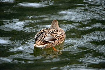 Schwimmende Stockente von hinten