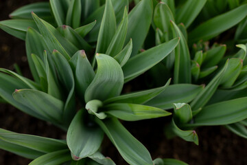 Allium ornamental onion. Broadleaf garlic. Perennial herb against the background of garden beds. Bulbous plants in the vegetable garden. Gardening and agriculture