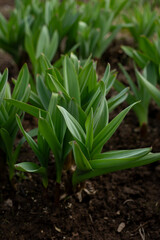 Allium ornamental onion. Broadleaf garlic. Perennial herb against the background of garden beds. Bulbous plants in the vegetable garden. Gardening and agriculture