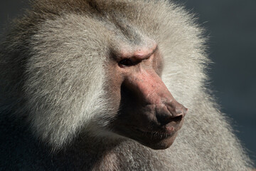 Baboon Portrait Zoo Animal Closeup. A hamadryas baboon stares intensely at the camera, its long, gray fur and prominent snout visible.