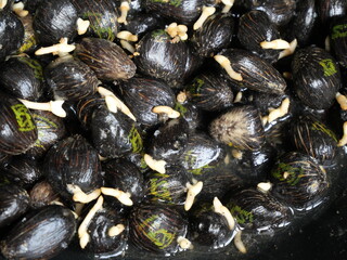 oil palm sprouts. will be sown in polybags. oil palm seedlings. plants source of prophet oil seeds...