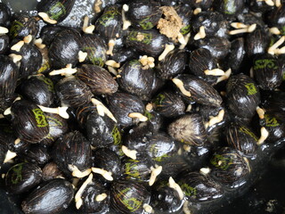 oil palm sprouts. will be sown in polybags. oil palm seedlings. plants source of prophet oil seeds...