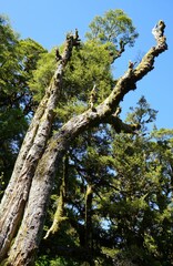 Fototapeta premium trees in the forest