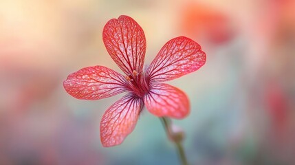 Coral flower bloom, garden, soft focus background, nature website