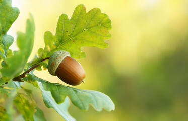 Oak leaf, acorn on oak tree background