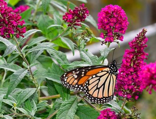 Monarch butterfly on pink flowers