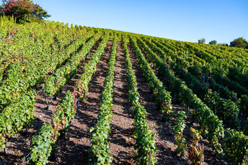 Harvest on hilly grand cru Champagne vineyards, rows of pinot noir and meunier grapes in Montagne de Reims, Verzy and Verzenay, Champagne, France in September