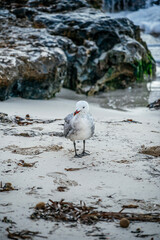 Seagull Standing On A Sandy Beach With Rocks In The Background, Capturing The Seagull's Presence In Its Natural Coastal Habitat. Ideal For Illustrating Wildlife And Beach Scenes