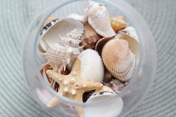 Summer seashells colourful collection
