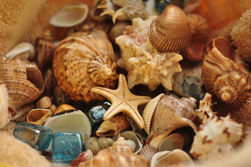 Summer seashells colourful collection