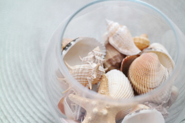 Summer seashells colourful collection