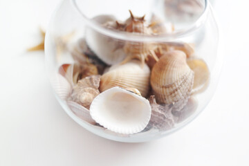 Summer seashells colourful collection