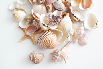 Summer seashells colourful collection