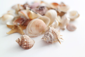 Summer seashells colourful collection