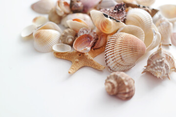 Summer seashells colourful collection