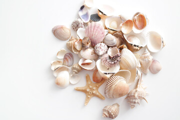 Summer seashells colourful collection