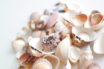 Summer seashells colourful collection