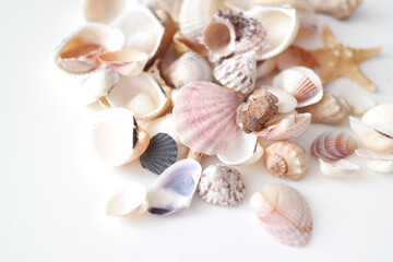 Summer seashells colourful collection