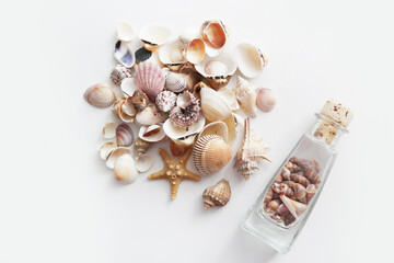 Summer seashells colourful collection