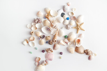 Summer seashells colourful collection