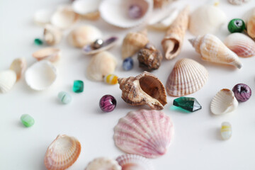Summer seashells colourful collection