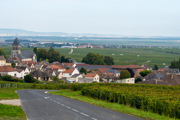 Harvest time on green grand cru vineyards near Oger and Mesnil-sur-Oger, region Champagne, France. Villages of Cote des Blancs
