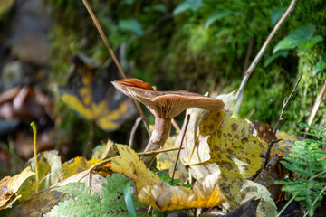 Divercity of wild mushrooms of Mullerthal, Luxembourg's Little Switzerland, hiking routes, rock formations, moss-covered forests, tourist destination in Europe
