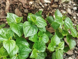 Peperomia pellucida or Chinese betel growth growth in outdoor garden, Herb medicine plant 