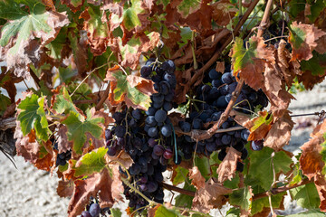 Harvest on famous sherry wines grape vineyards in Andalusia, Spain, sweet pedro ximenez or muscat,...