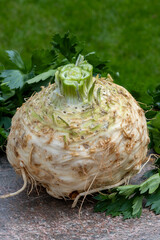 Obraz premium Celery root - celeriac, source of vitamins, fresh healthy vegetable, wedge