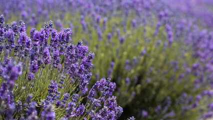 Lavender blooming close-up in a field. Lavender farm
