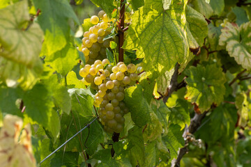 Bunch of ripe chardonnay wine grapes, growing on chalky soils of Cote des Blancs, harvest on grand...
