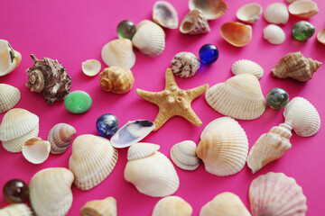 Summer seashells colourful collection
