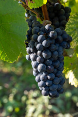 Harvest on grand cru Champagne vineyards, black pinot noir and pinot meunier wine grape in Montagne de Reims, Verzy and Verzenay, Champagne, France in September