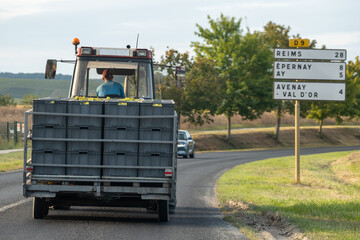 Grape harvesting work, delivery of full boxes of grapes for pressing and juice extraction, Gran Cru villages. Autumn in Champagne wine making industry region, France.