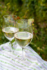 Tasting of grand cru sparkling brut white wine champagne on sunny vineyards of Cote des Blancs near village Cramant and Avize, Champagne, France