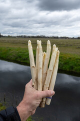 Farmer's hands with bunch of fresh harvested white asparagus and traditional Dutch landscape on background, North Brabant, Netherlands