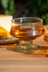 Tasting of french apple cider brut in glass made from new harvest apples outdoor in sunny orchard