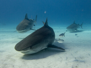 Tiger shark underwater in Bahama waters