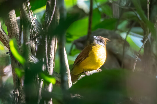 white-throated bulbul or Alophoixus flaveolus, a species of songbird, at Dehing Patkai in Assam, India