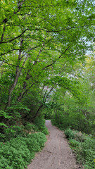 Fototapeta premium spring in the public park in sunlight