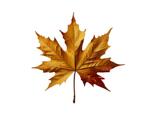 Fototapeta premium PNG Golden Maple Leaf with Autumn Colors and Gradient 