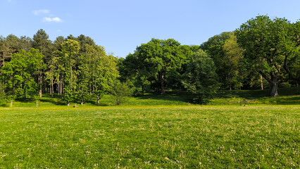 spring in the public park in sunlight