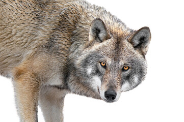 portrait of majestic wolf isolated on white background