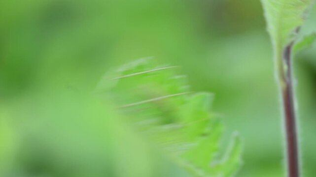 Microcentrum rhombifolium insect. It &nbsp;is a species of insect in the family&nbsp;Tettigoniidae. Its other names &nbsp;greater angle wing katydid,&nbsp;broad winged katydid, and&nbsp;angular winged katydid. Green insect. 
