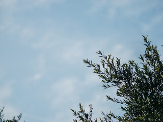Olive tree leaves