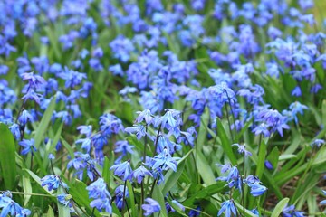 Obraz premium Blue flowers of Siberian squill, lat. Scilla siberica. Natural background of bluebell..heads, beautiful bulbous plant in spring garden.