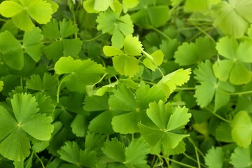 Marsilea minuta or Sushni , also called water clover or fern clover is a type of miniature fern. Edible herb is considered as brain food in South Asian. Natural background.