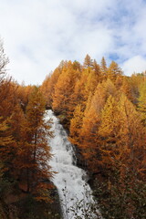 Fototapeta premium autumn in the forest