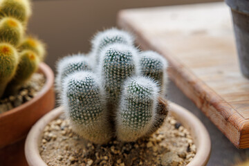 Close up of cactus (Notocactus scopa Berg.) with cute fluffy white fur